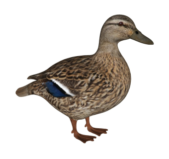 精品动物模型 鸳鸯 野鸭 (3)